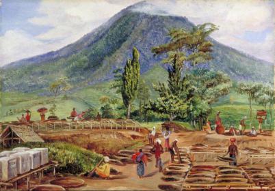 'Tea-drying in Mr Hölle's Establishment, Java' by Marianne North, 1876