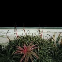 Edgar Martins, The Accidental Theorist (Art Projects; The Wapping Project)