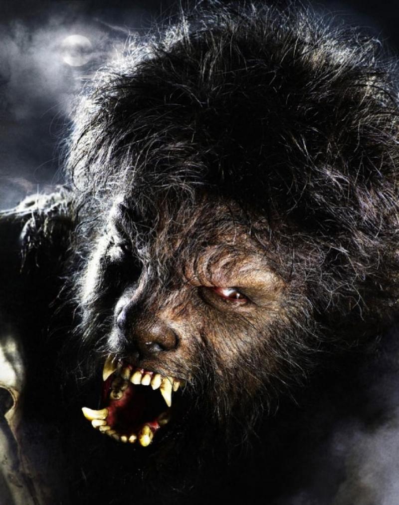 Return of the hairy cornflake: somewhere in there is Benicio Del Toro, star of The Wolfman Return of the hairy cornflake: somewhere in there is Benicio Del Toro, star of The Wolfman