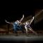 Eric Underwood and Zenaida Yanowsky in Christopher Wheeldon's high-speed DGV: Danse à Grande Vitesse.