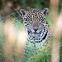 Jaguar on patrol