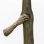 An evolutionary process in which the human is gradually absorbed: Giuseppe Penone's 'Trattenere 6, 8, 12 anni di crescita', 2004-16, detail.