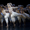 Feral dimensions: Richard Winsor leads the corps of male swans