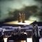 The many layers of 'Wagner Dream': the dying master, the living Buddha