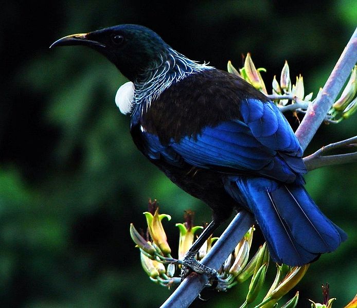 New Zealand tui bird