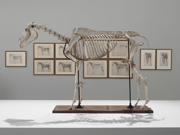 Installation shot of the skeleton of Eclipse and 'The Anatomy of the Horse' © Andy Keate
