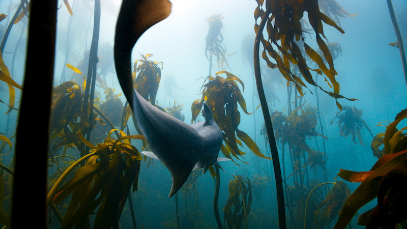 A sevengill shark, one of the many species of shark found in South African kelp forests. They are adept at hunting within the kelp fronds and sometimes appear to hunt in packs.