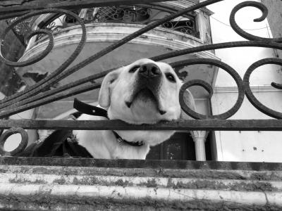Photograph of a dog with its head through the balcony 