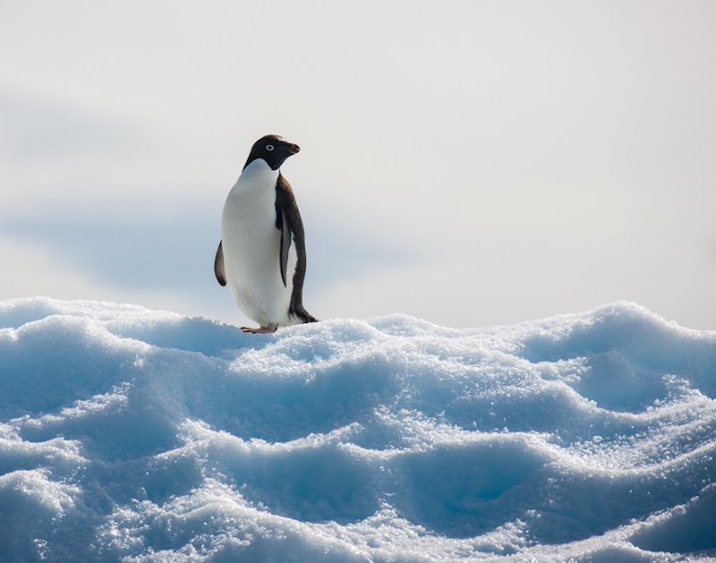 Adelie penguin, Antarctica