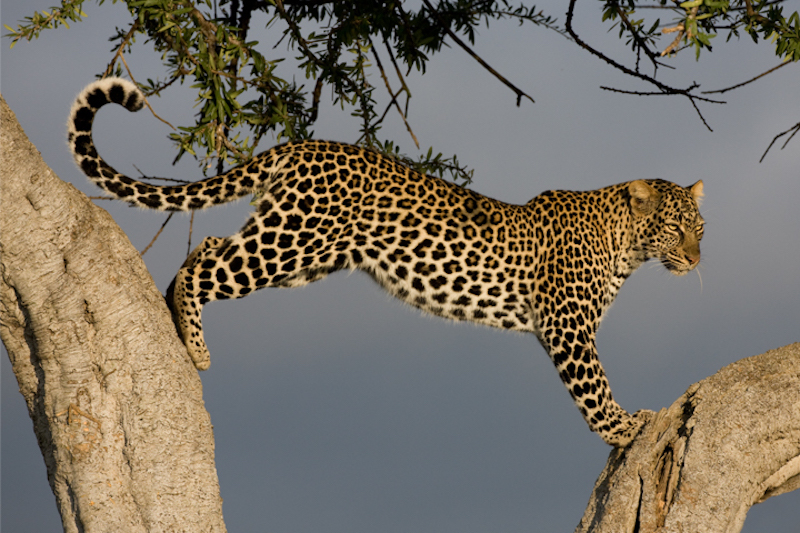 Leopard in tree, Masai Mara, Kenya