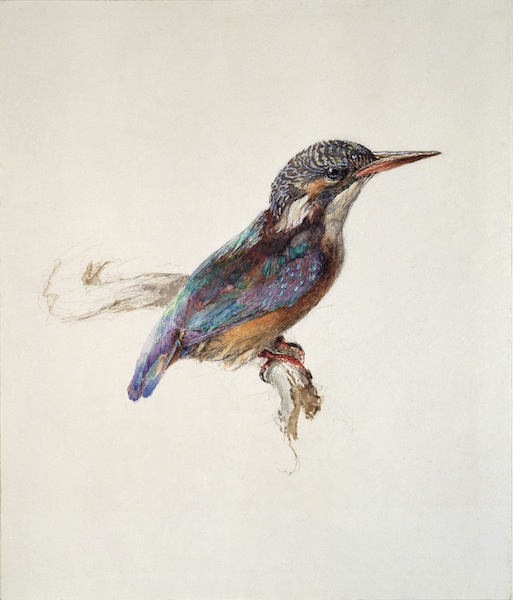 John Ruskin, Study of a Kingfisher