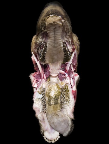 Alex Van Gelder, Meat Portrait #013, 2012