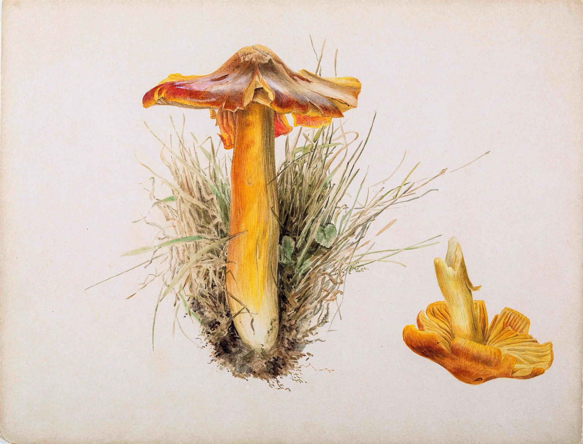 3. Beatrix Potter, Hygrophorus puniceus, pencil and watercolour, 7.10.1894,