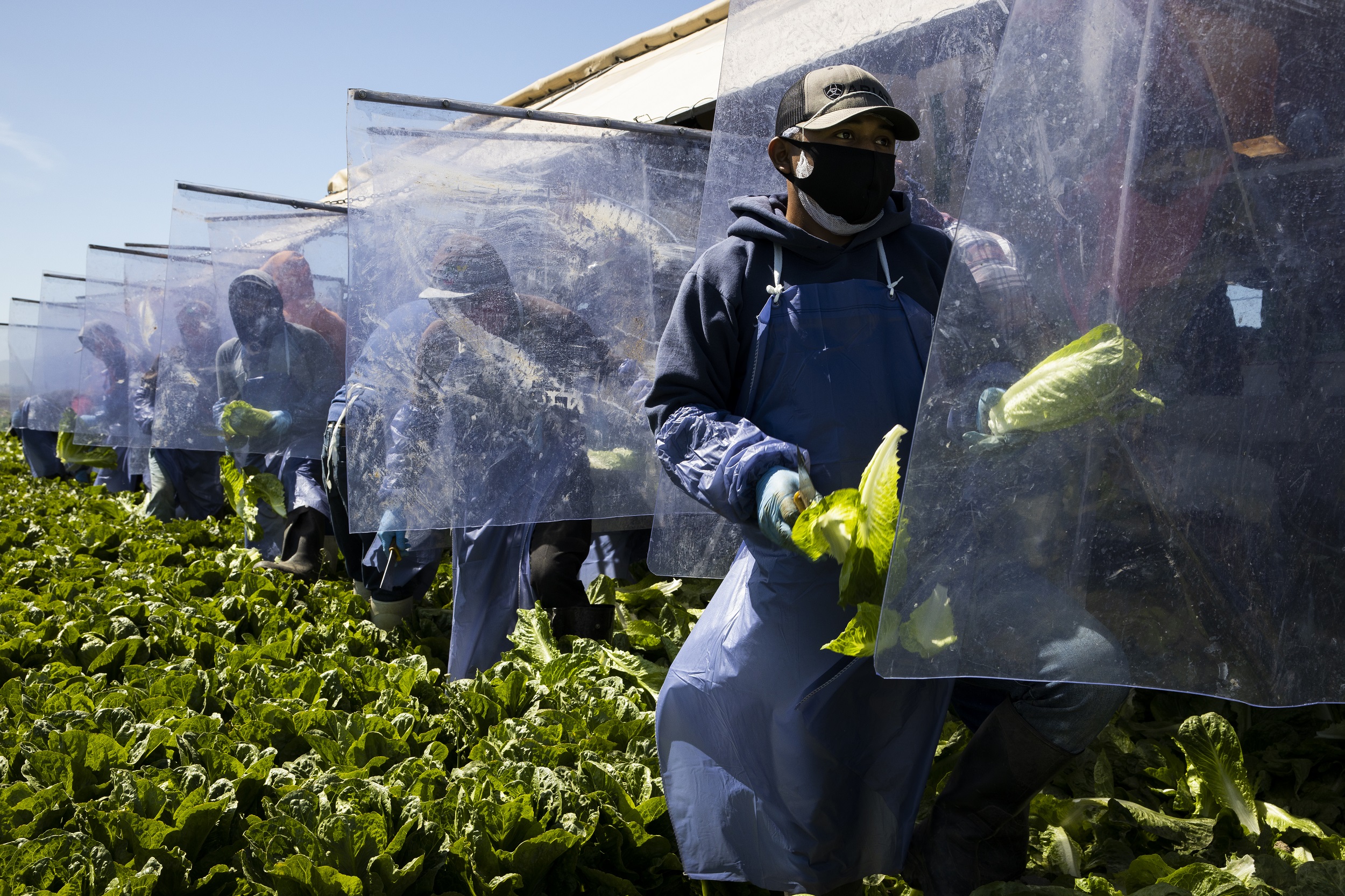 Brent Stirton, 'Agriculture, Immigrants and Covid-19', 2020 courtesy the artist and Getty Images