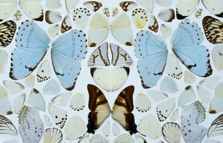 damien hirst butterflies