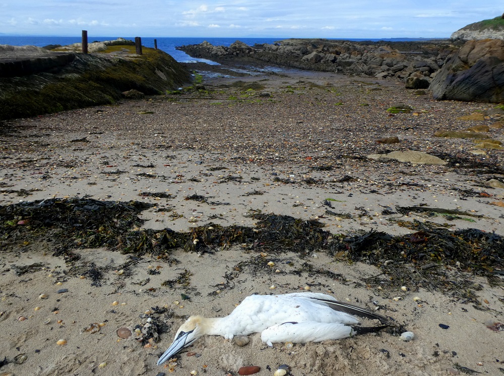 Dead gannet on Pittenweem beach