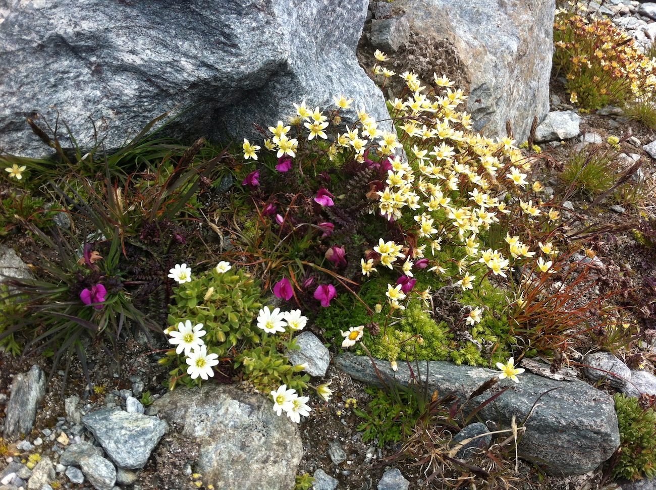 alpine flowers verbier