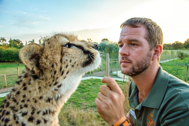 Big Cats-cheetah