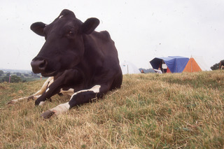 cow