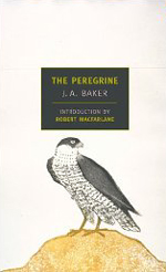 Peregrine