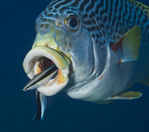 Nature as we rarely see it: a fishy customer from Océans 