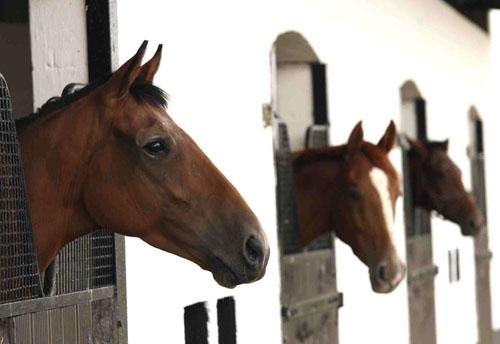 Thoroughbred documentary Race Horses comes to BBC Four