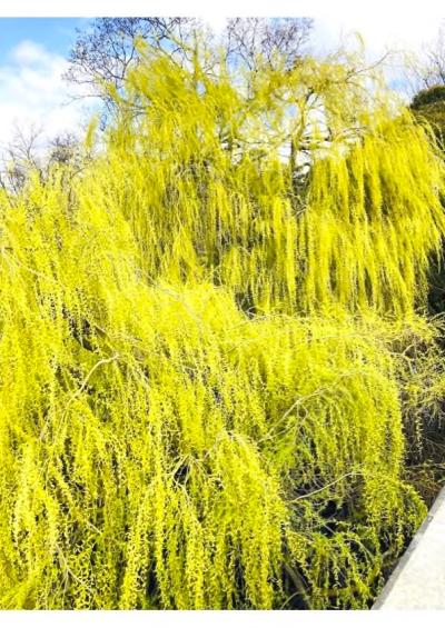 Weeping willow by Sarah Kent